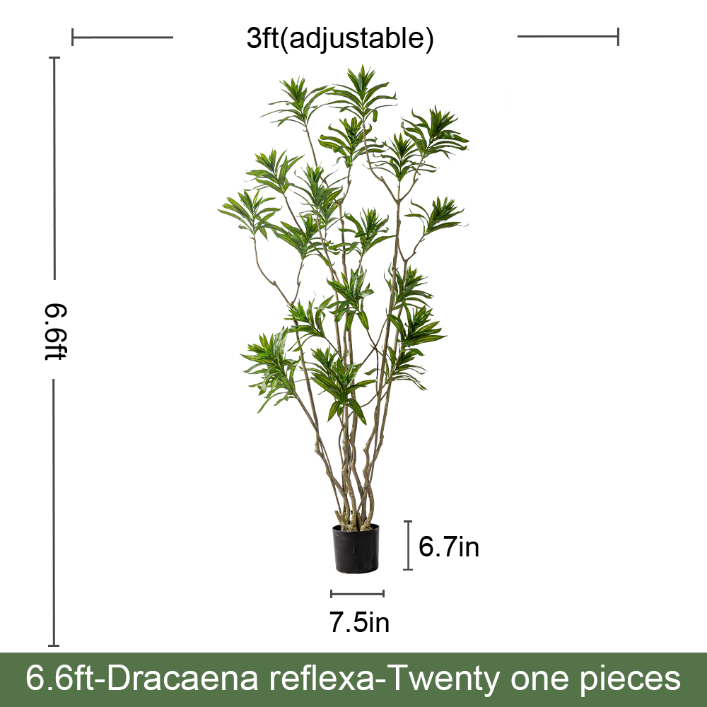 Dracaena Reflexa(Green)